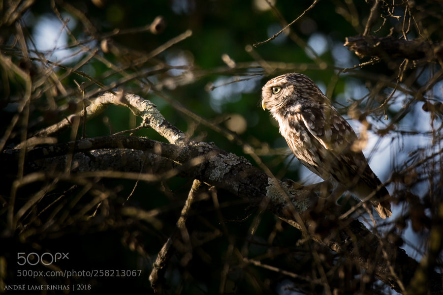Nikon D5300 sample photo. Mocho-galego athene noctua little photography