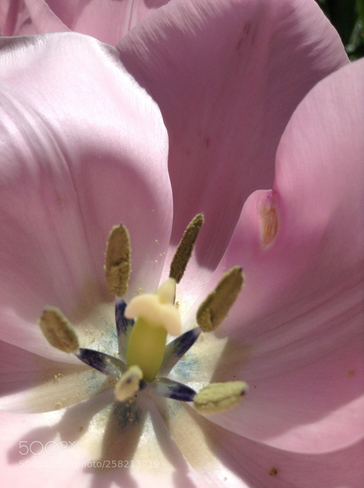 Apple iPod touch sample photo. Flower  photography
