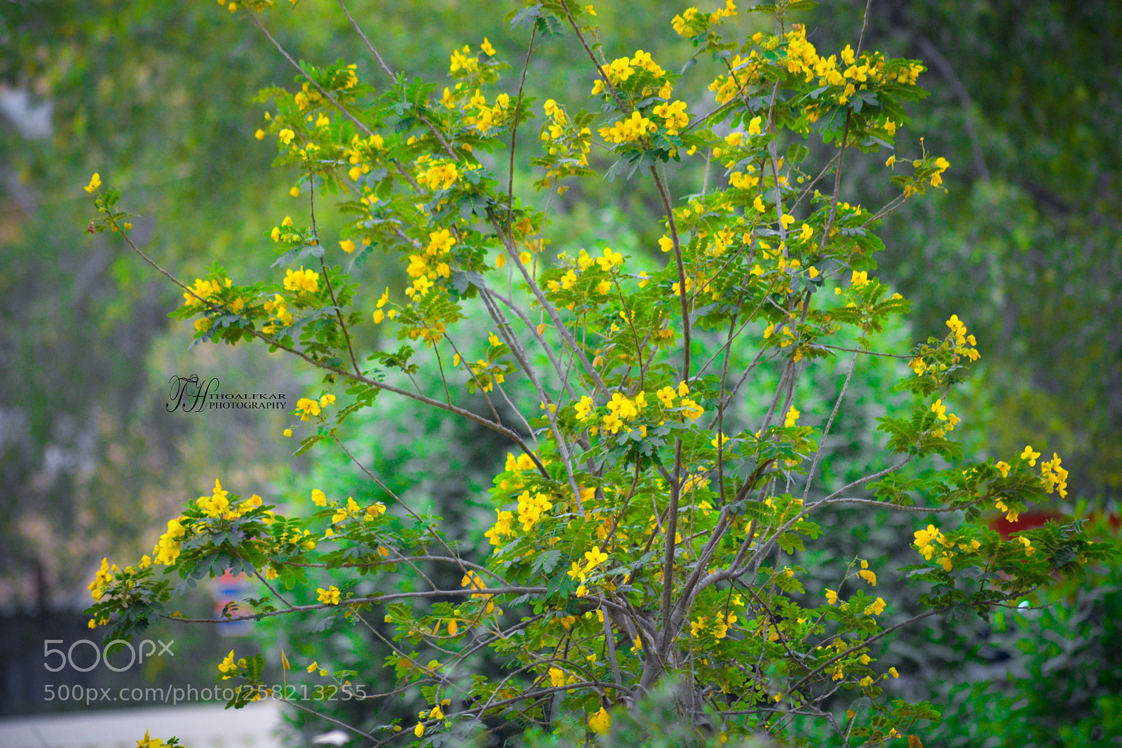 Nikon D5200 sample photo. Dsc photography