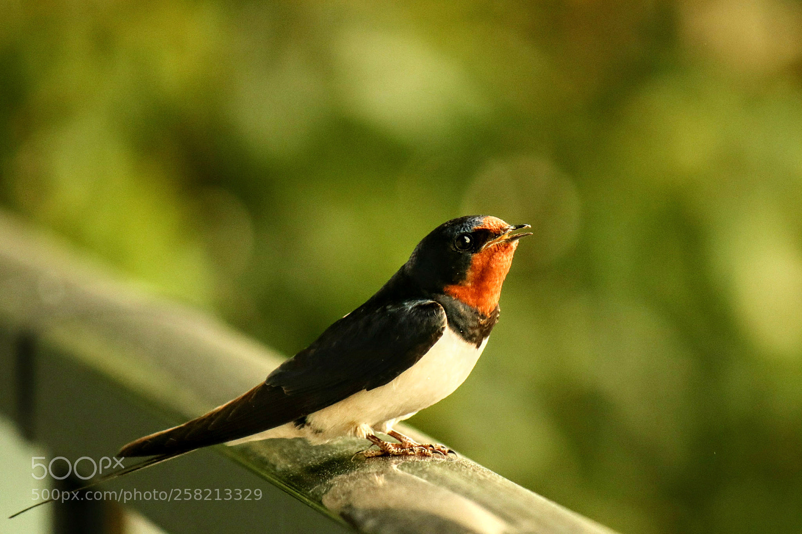 Canon EOS 7D Mark II sample photo. Untitled photography