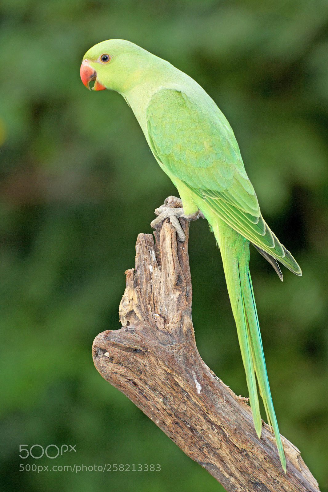 Canon EOS-1Ds Mark II sample photo. Ringnecked parakeet photography