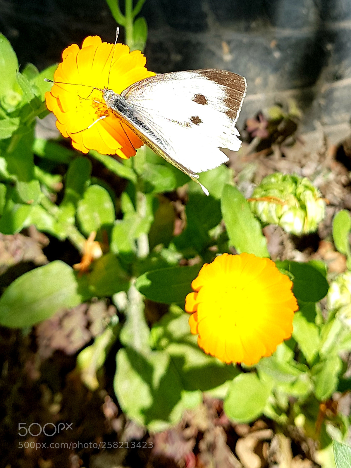 Samsung Galaxy S8 sample photo. Untitled photography