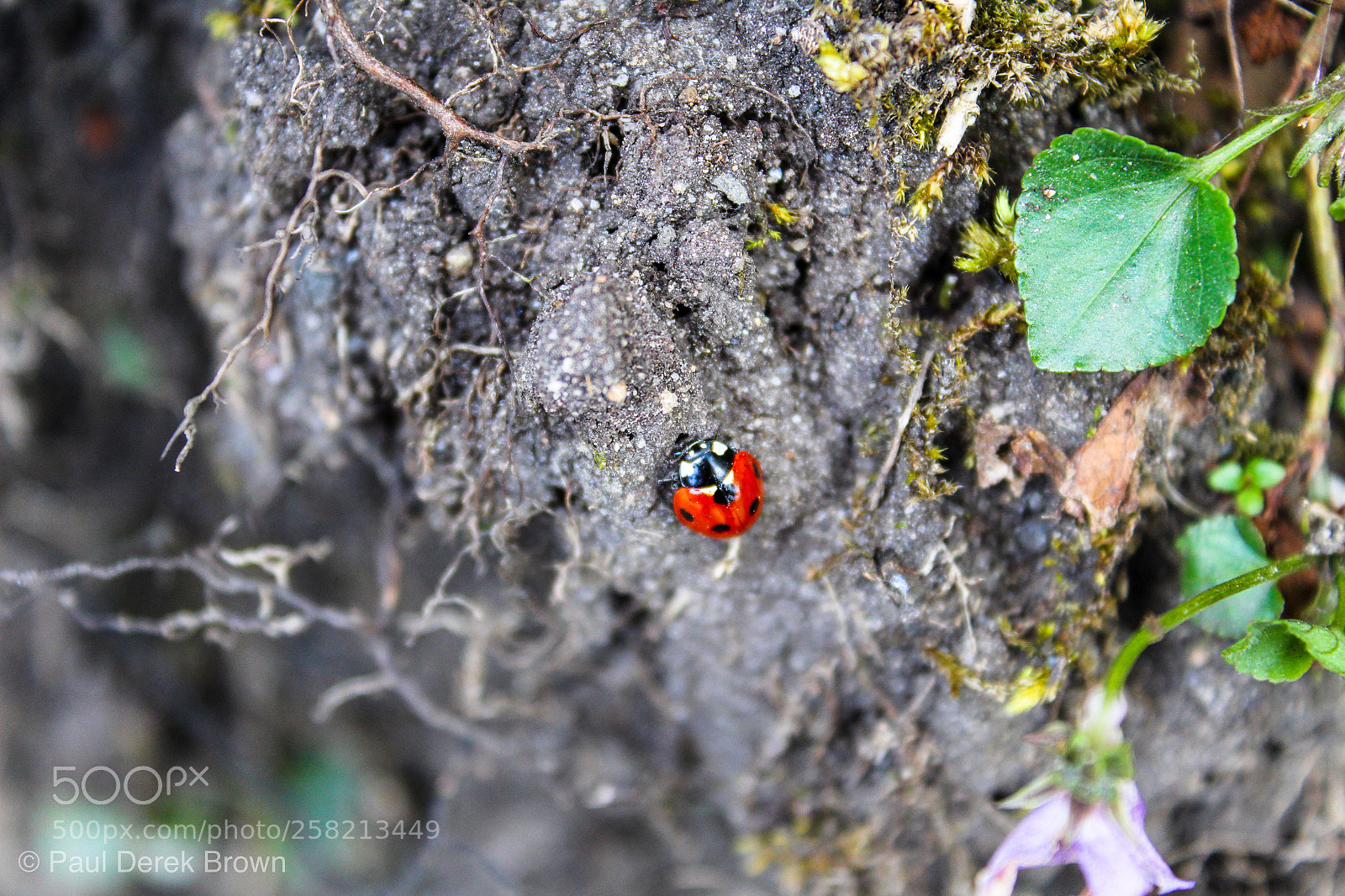Canon EOS 1300D (EOS Rebel T6 / EOS Kiss X80) sample photo. Ladybird climbing  photography