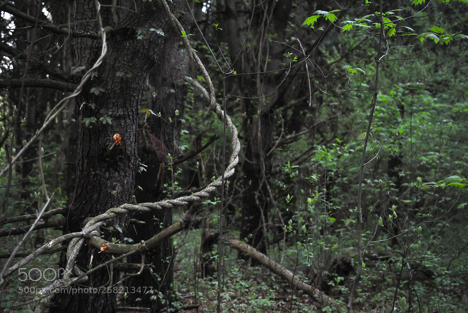 Nikon D3000 sample photo. Vines photography