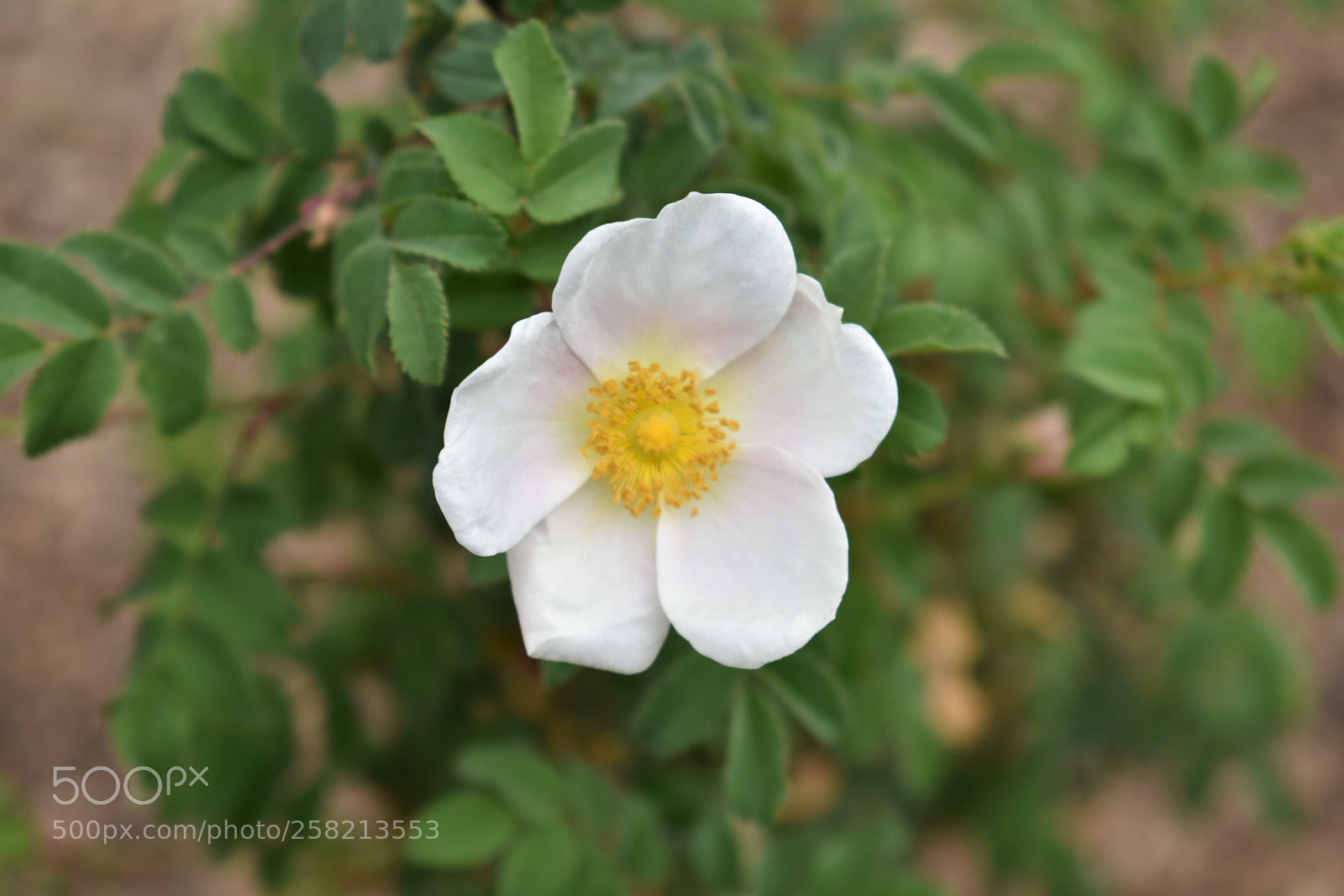 Nikon D3400 sample photo. Untitled photography
