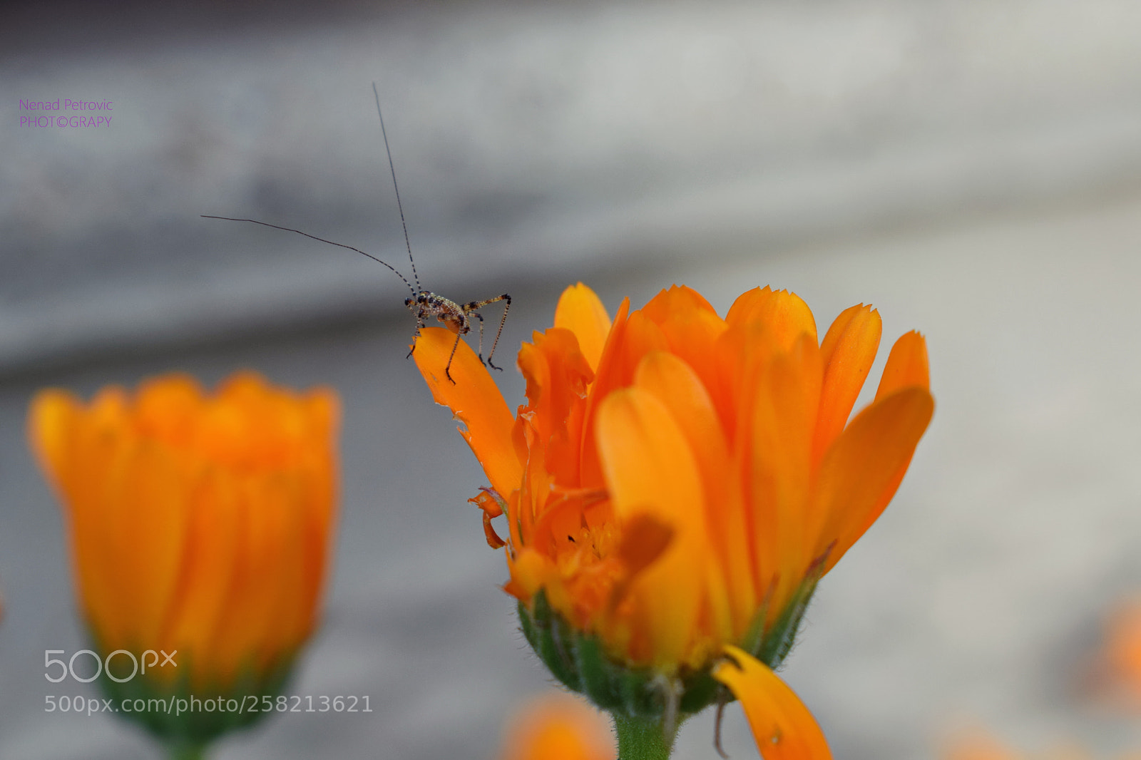 Nikon D3300 sample photo. P photography