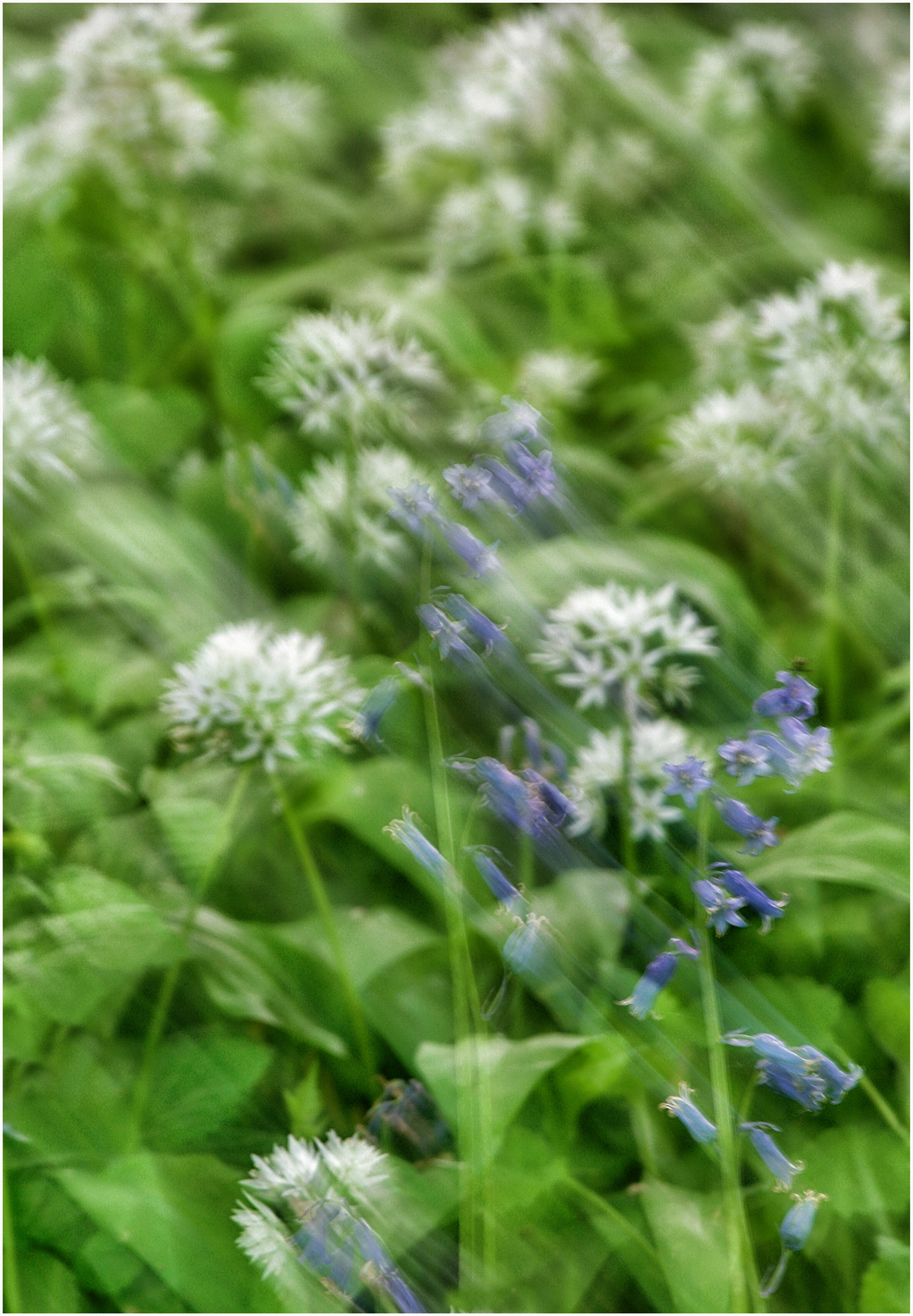 Samsung NX1 sample photo. Bluebells and wild garlic photography