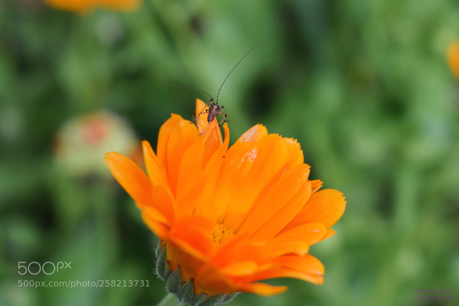 Nikon D3300 sample photo. P photography