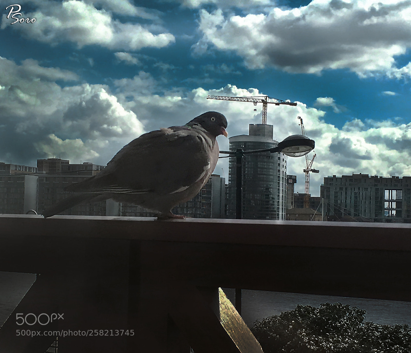 Apple iPhone 6s sample photo. - let's fly ? :)) photography