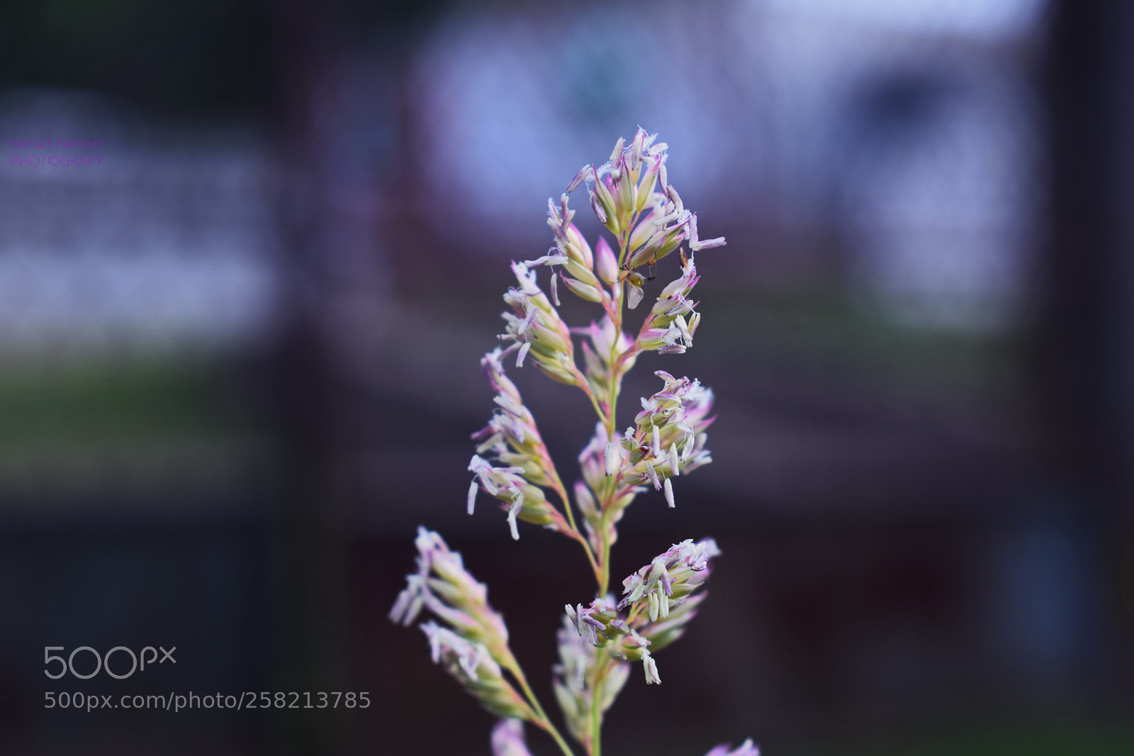 Nikon D3300 sample photo. P photography