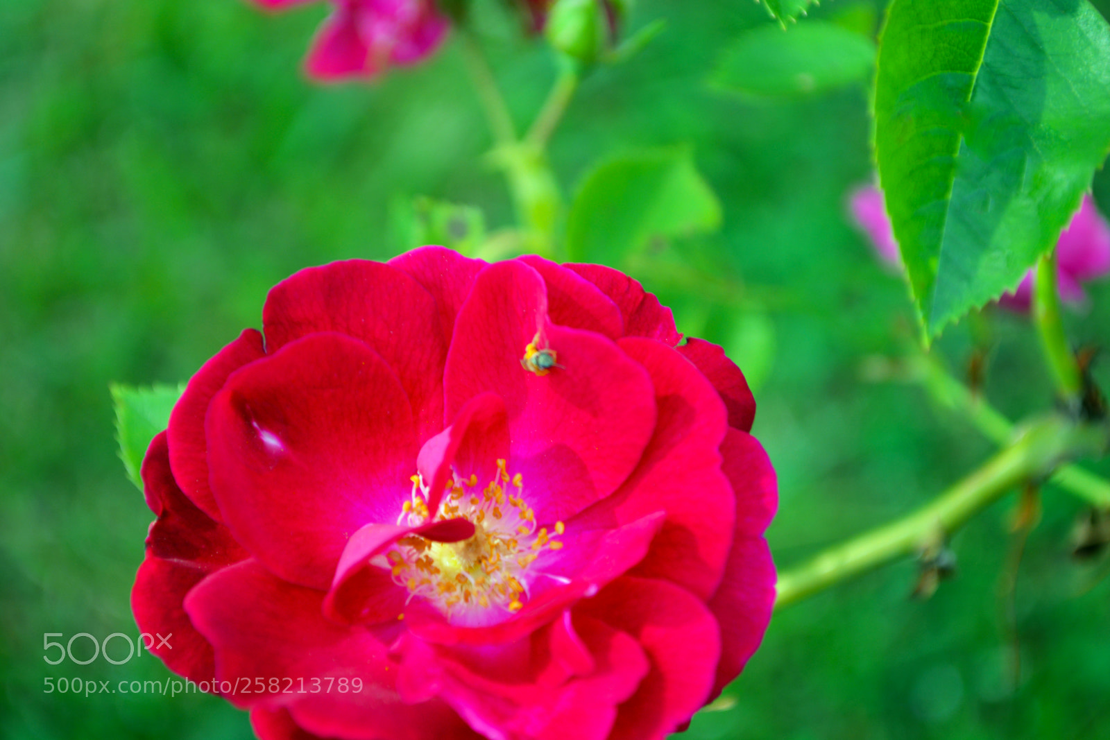 Nikon D5200 sample photo. Pink flower bee photography