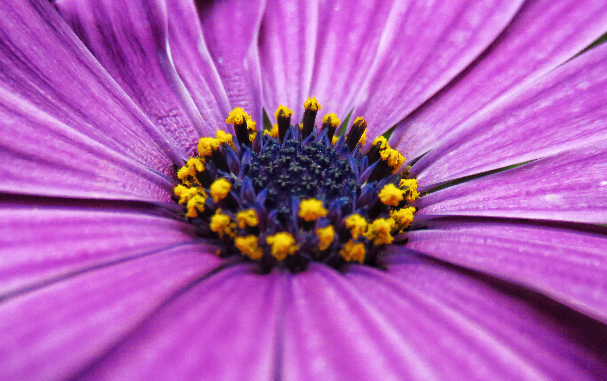 Canon PowerShot SX700 HS sample photo. Osteospermum ecklonis close up photography