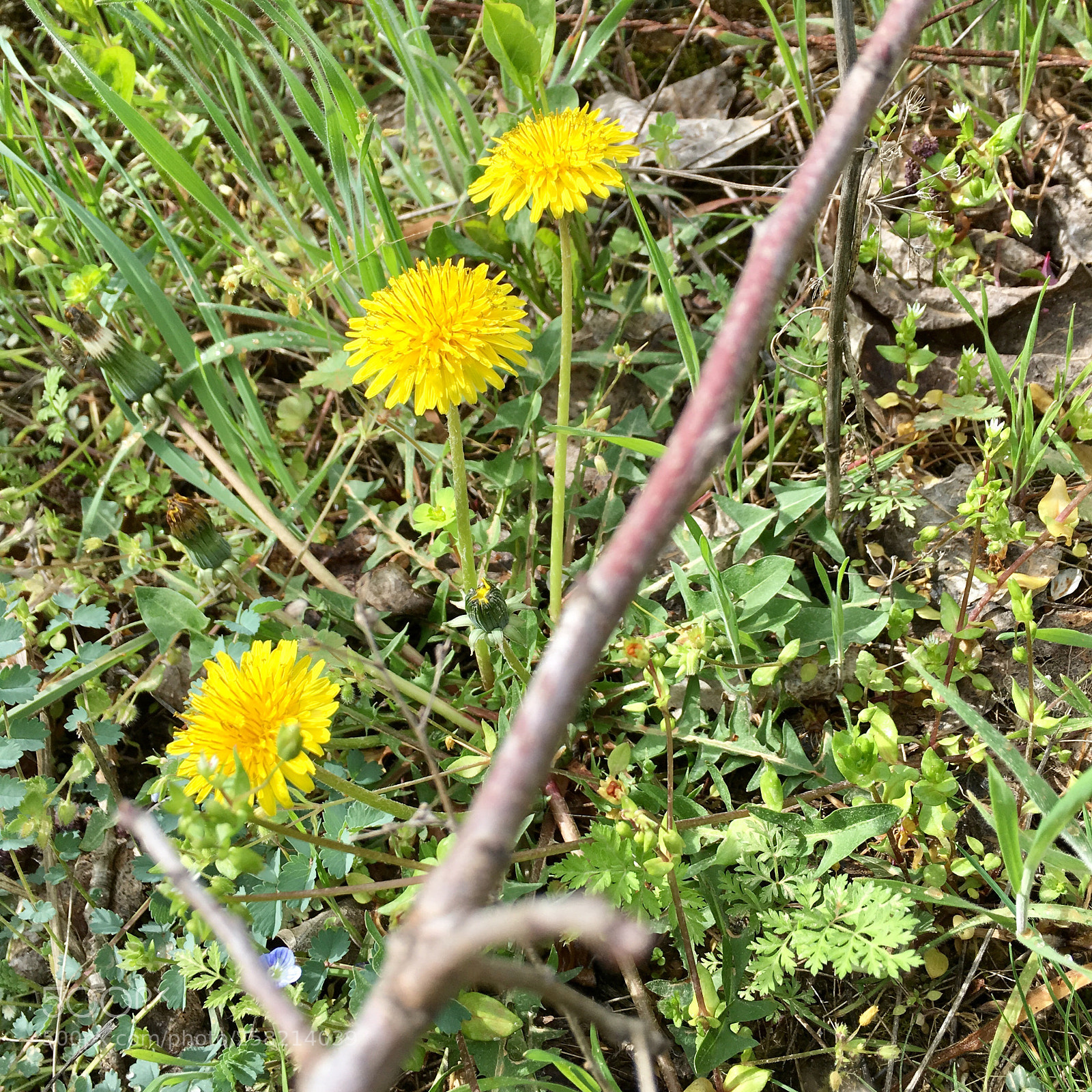 Apple iPhone 6s Plus sample photo. Untitled photography