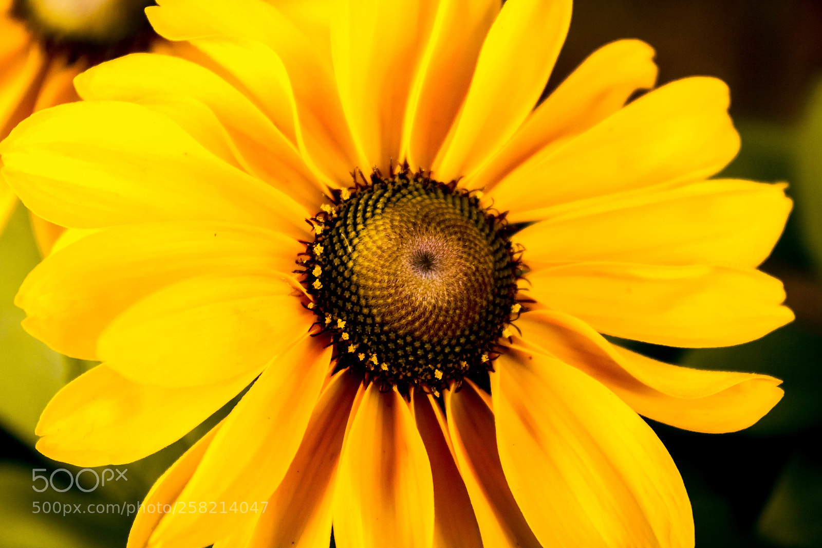 Canon EOS 550D (EOS Rebel T2i / EOS Kiss X4) sample photo. Spin the petals photography