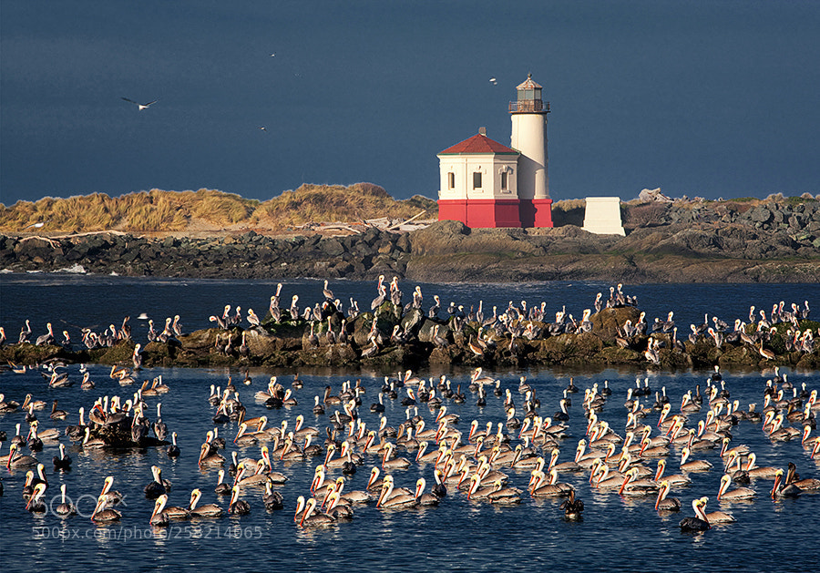 Canon EOS-1Ds Mark III sample photo. Brown pelicans pelecanus occidentalis photography