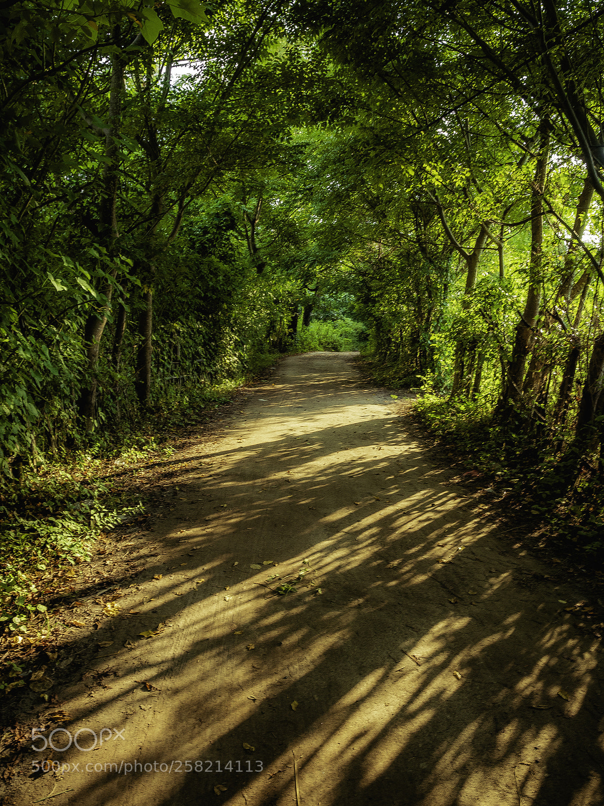 Olympus OM-D E-M5 II sample photo. The path of light photography