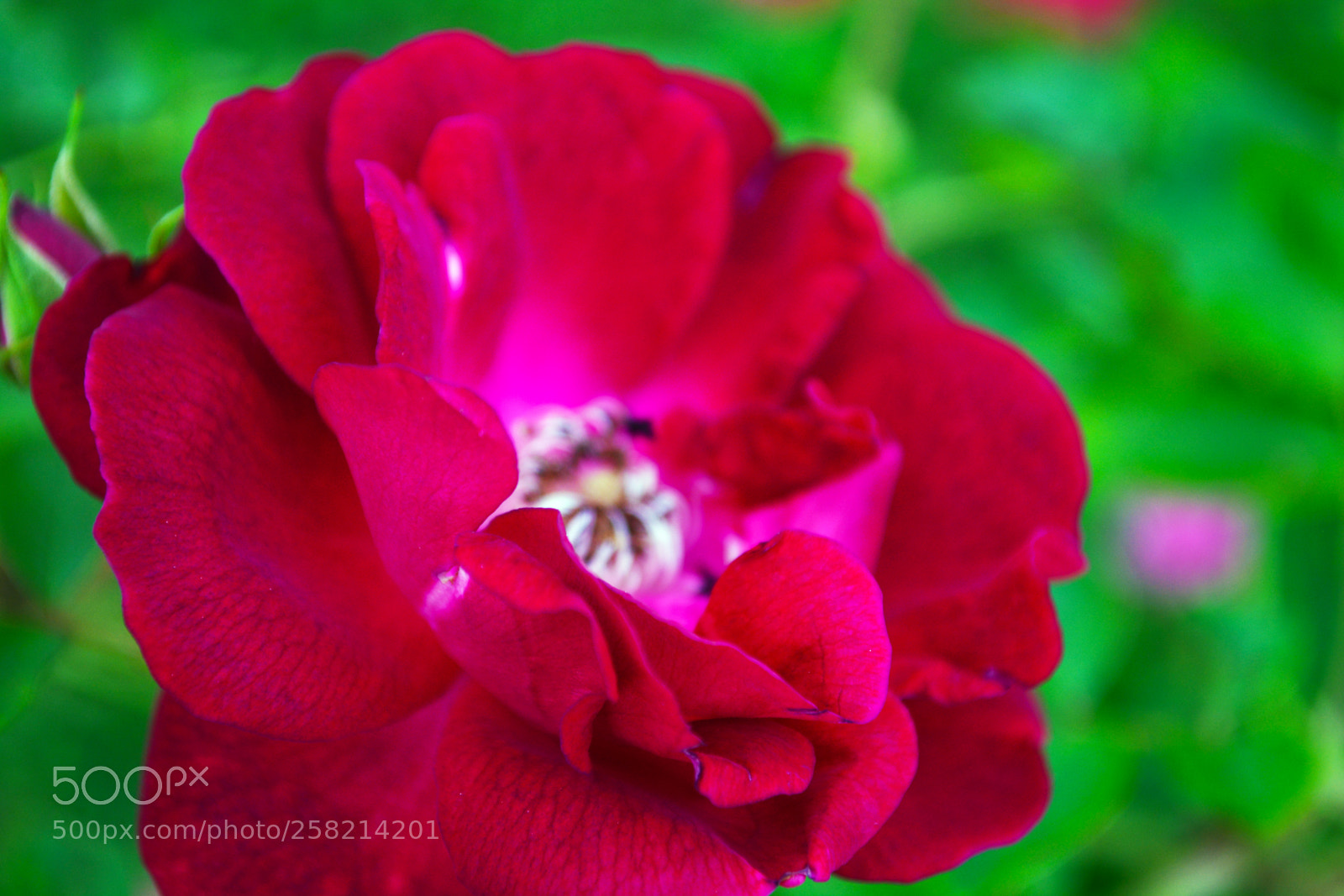 Nikon D5200 sample photo. Pink flower photography