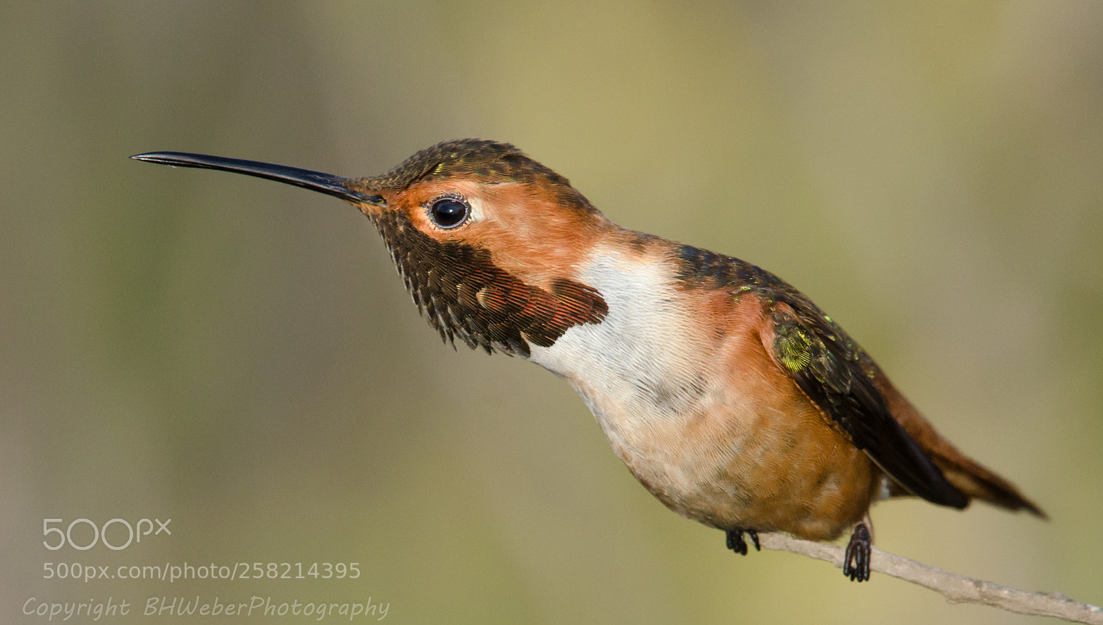 Nikon D7000 sample photo. Hummingbird horizontal photography