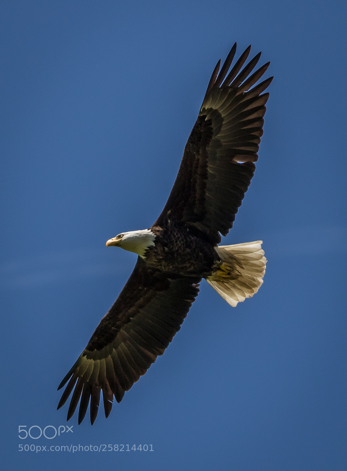 Canon EOS 7D Mark II sample photo. Caught in flight photography