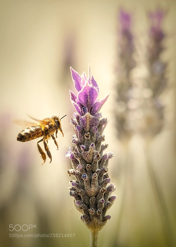 Olympus OM-D E-M1 Mark II sample photo. Aterrizando en la provenza... photography