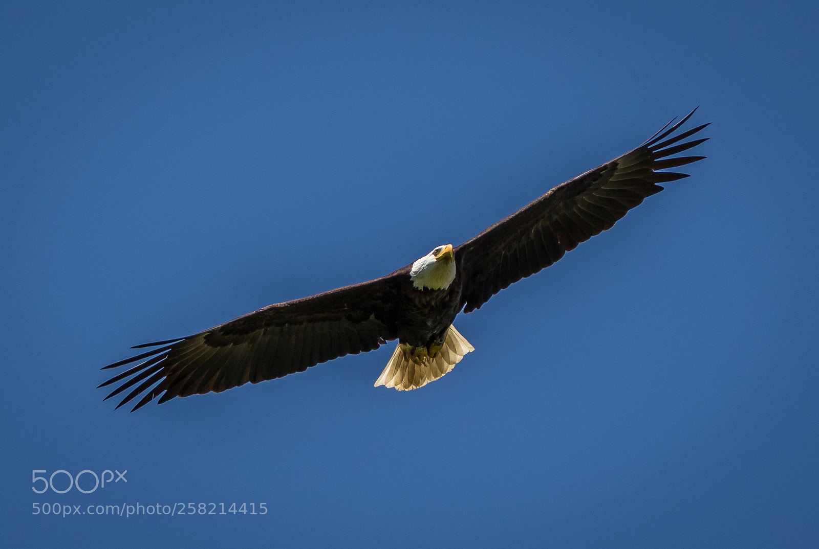 Canon EOS 7D Mark II sample photo. Caught in flight photography