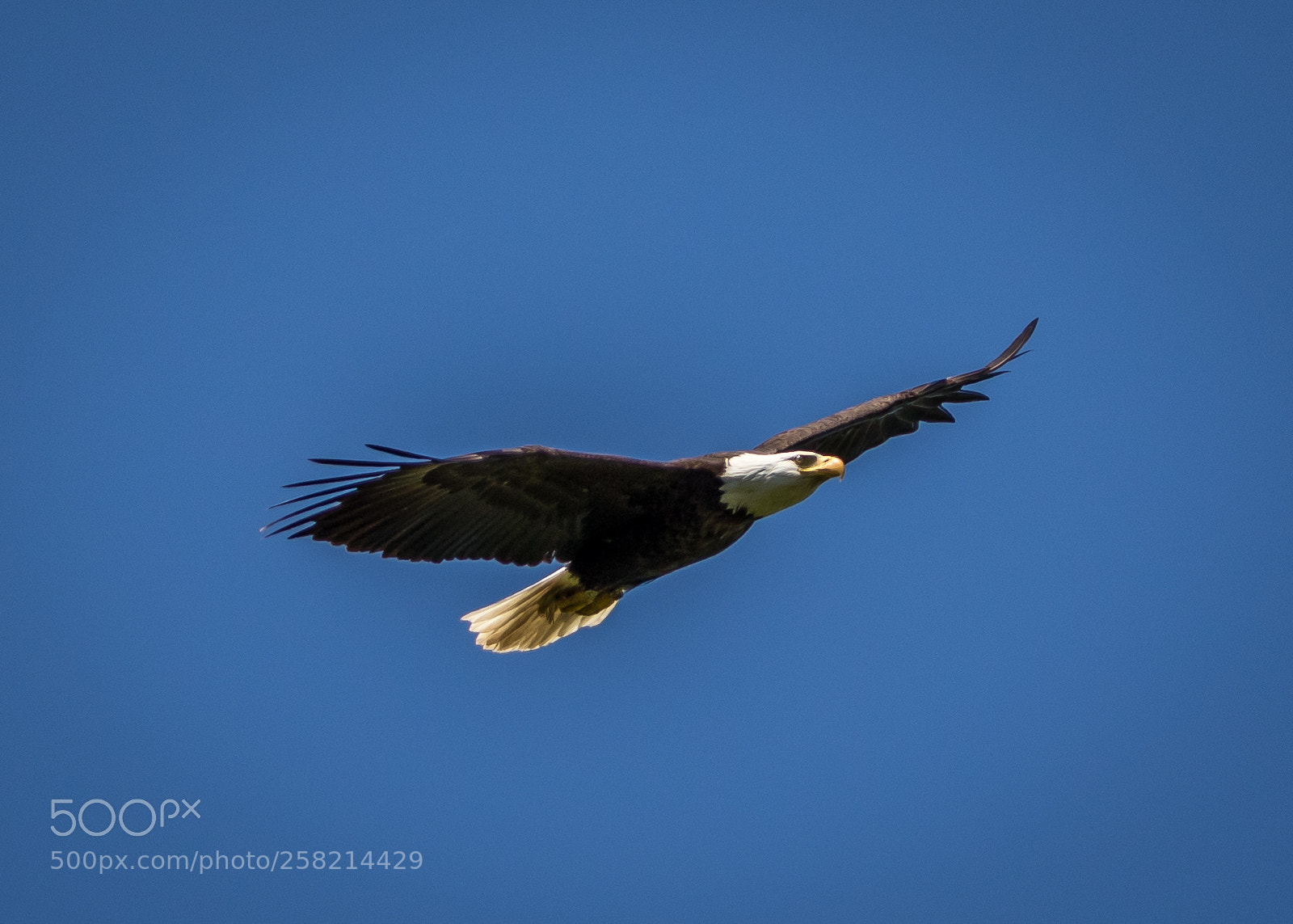 Canon EOS 7D Mark II sample photo. Caught in flight photography