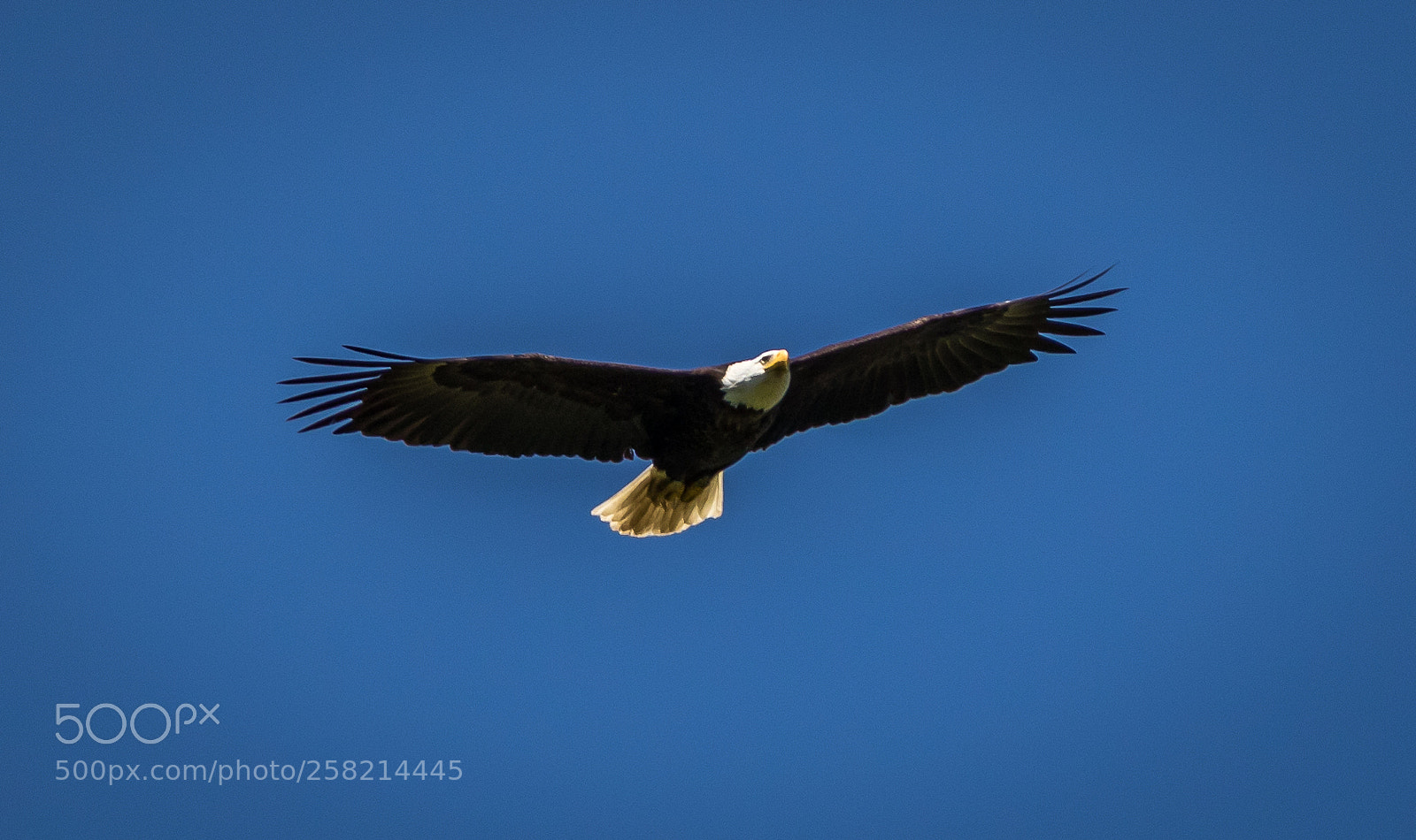 Canon EOS 7D Mark II sample photo. Caught in flight photography