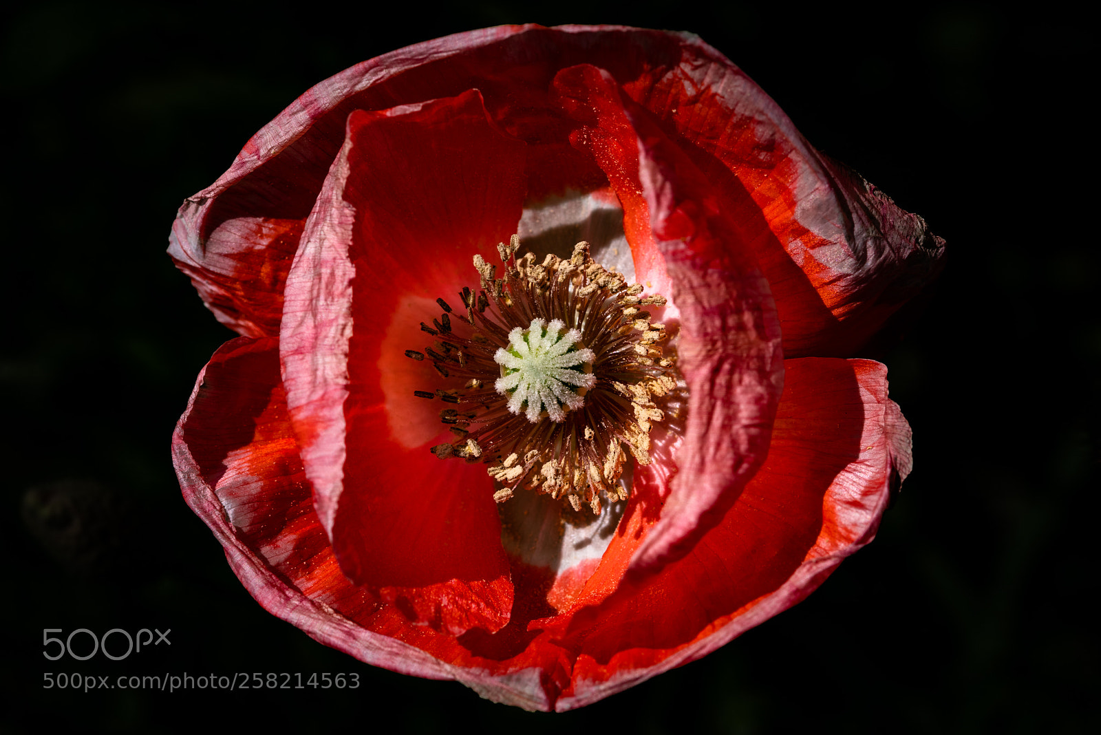 Pentax K-1 sample photo. Poppy photography