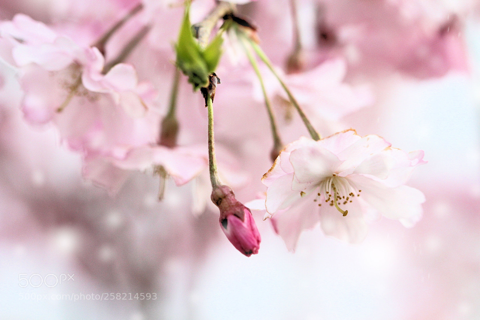 Canon EOS 7D sample photo. Cotton candy blooms photography