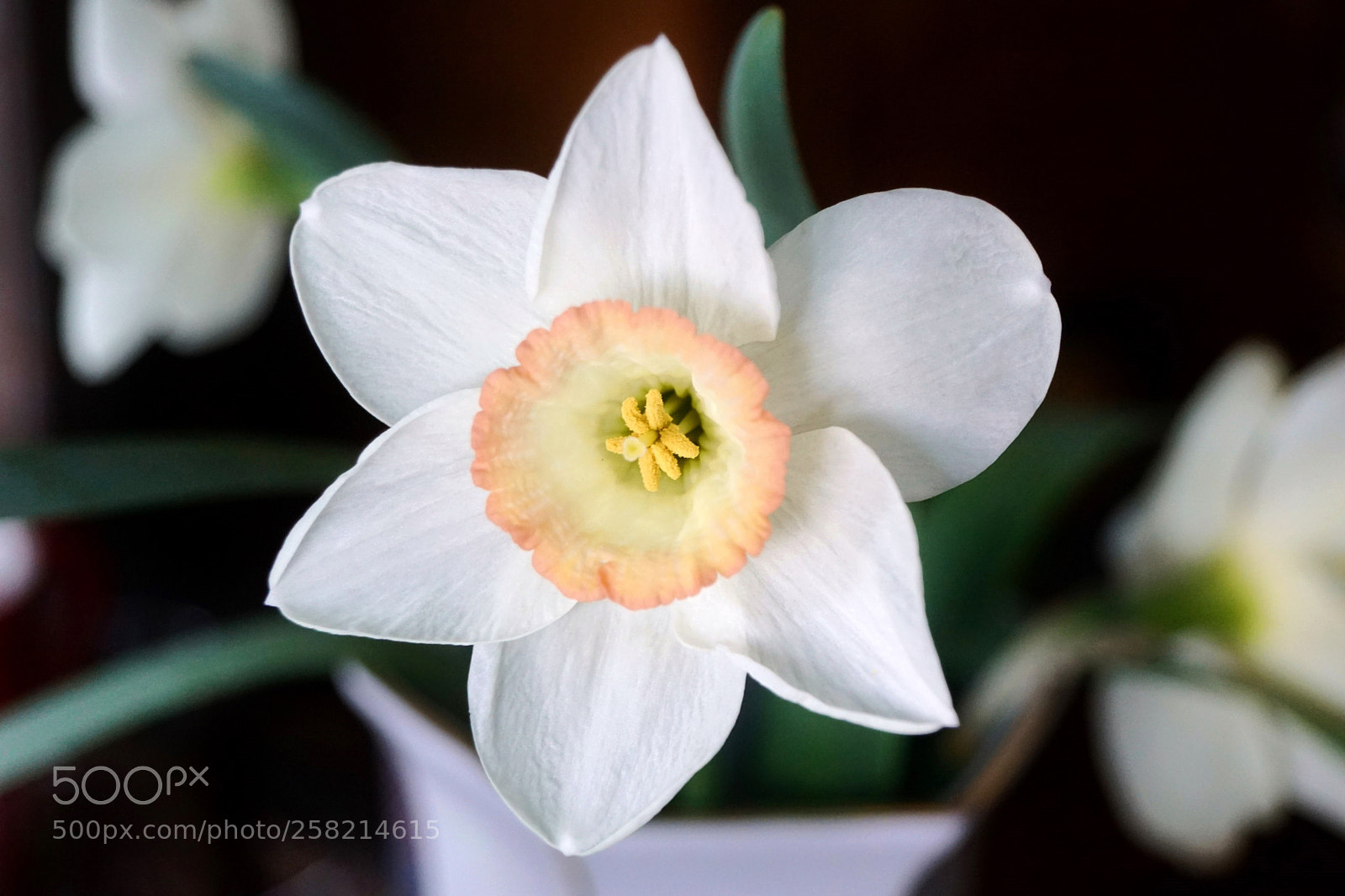 Sony SLT-A68 sample photo. Lent lily photography