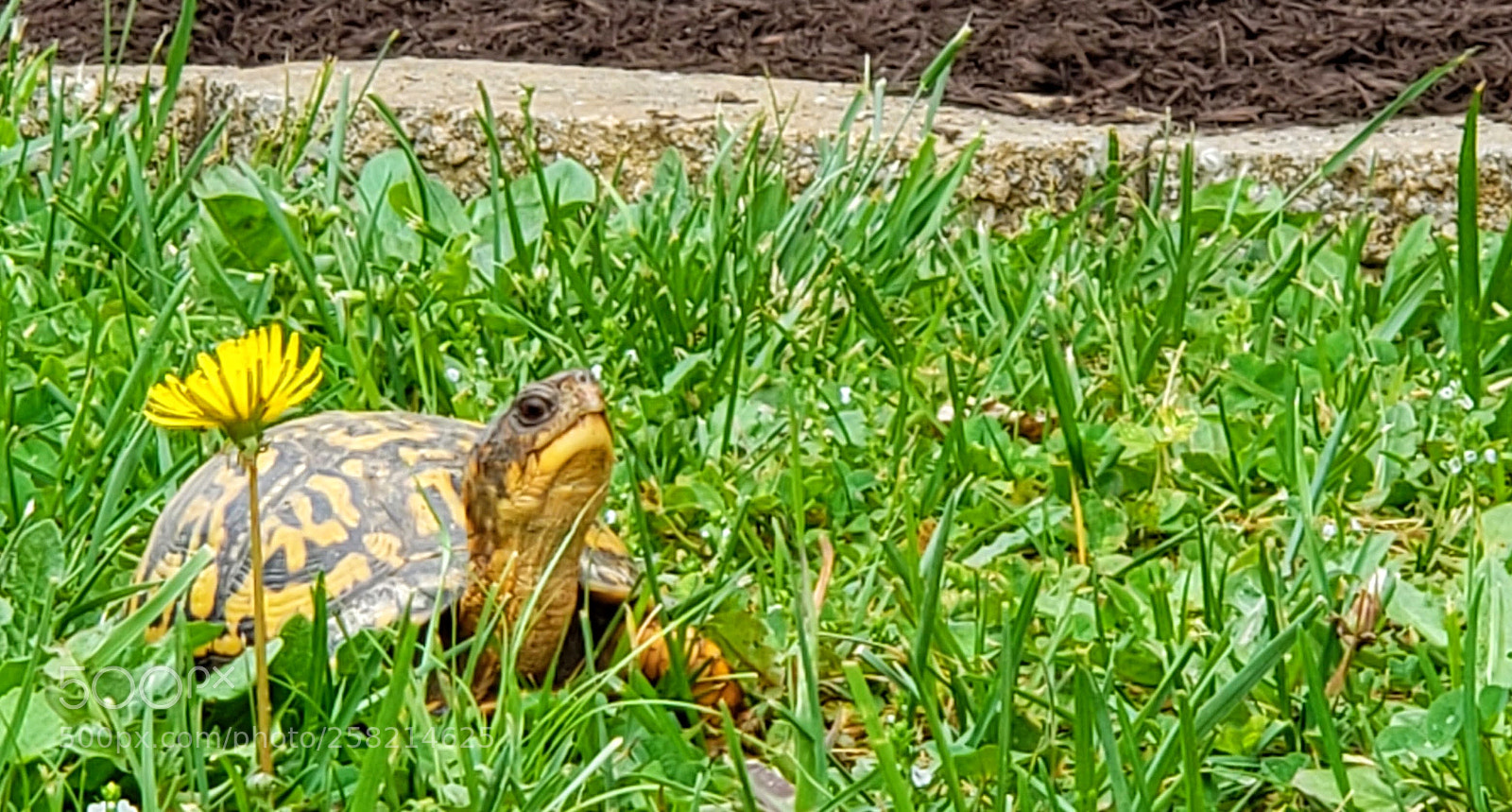 Samsung Galaxy S9+ sample photo. Turtle in grass picking photography