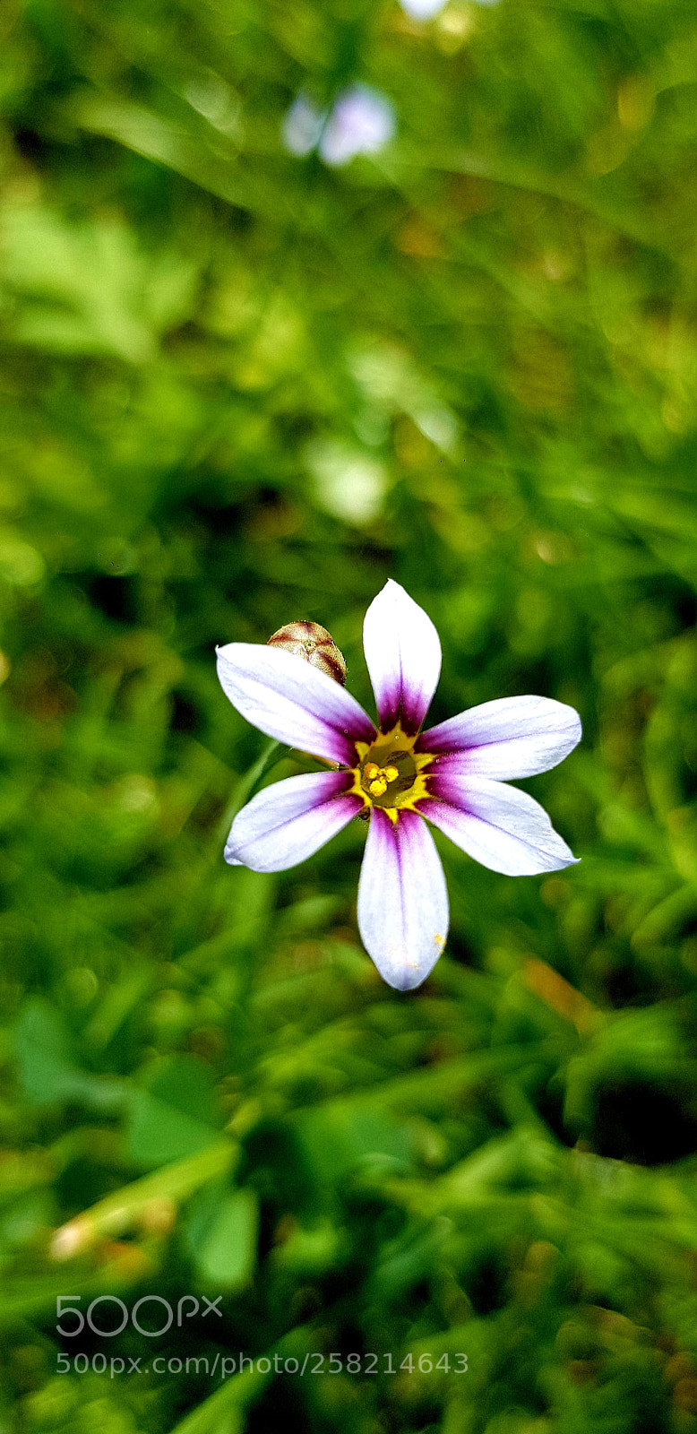 Samsung Galaxy S8 sample photo. Untitled photography