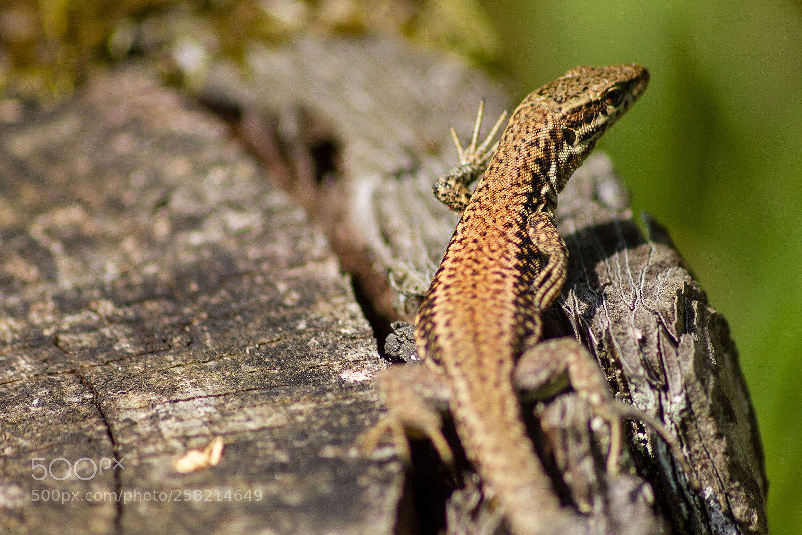 Canon EOS 550D (EOS Rebel T2i / EOS Kiss X4) sample photo. Common lizard photography