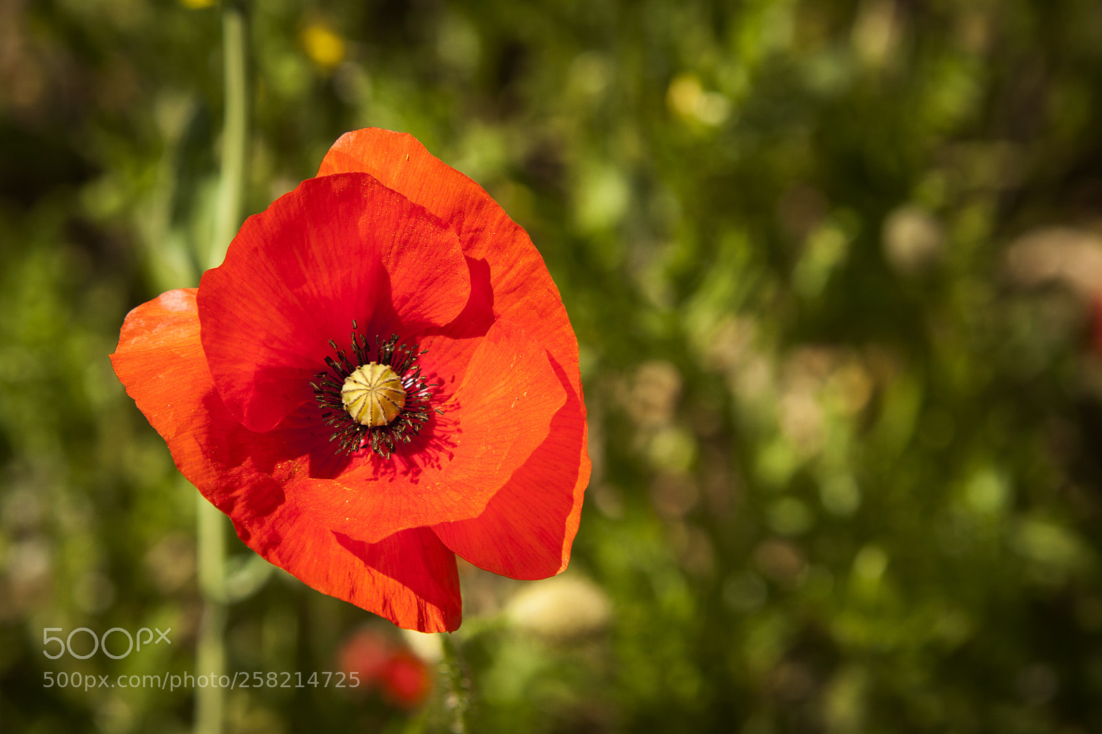 Canon EOS 50D sample photo. Coquelicot photography