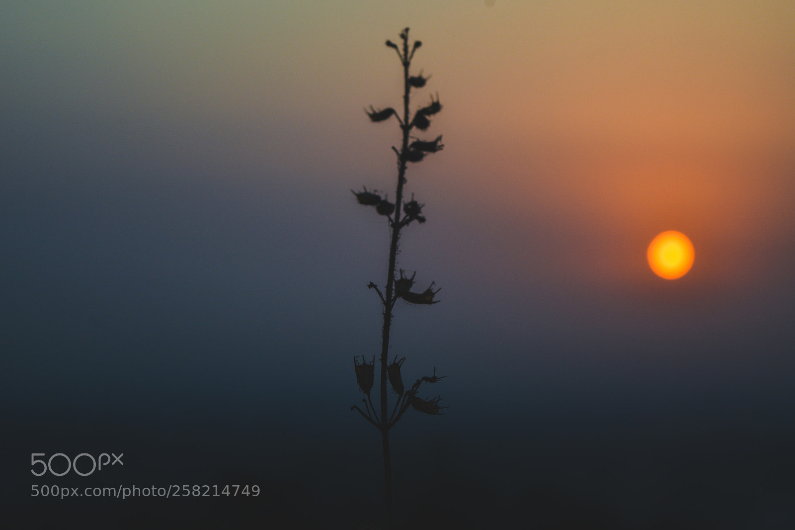 Nikon D5200 sample photo. Centered plant with sun photography