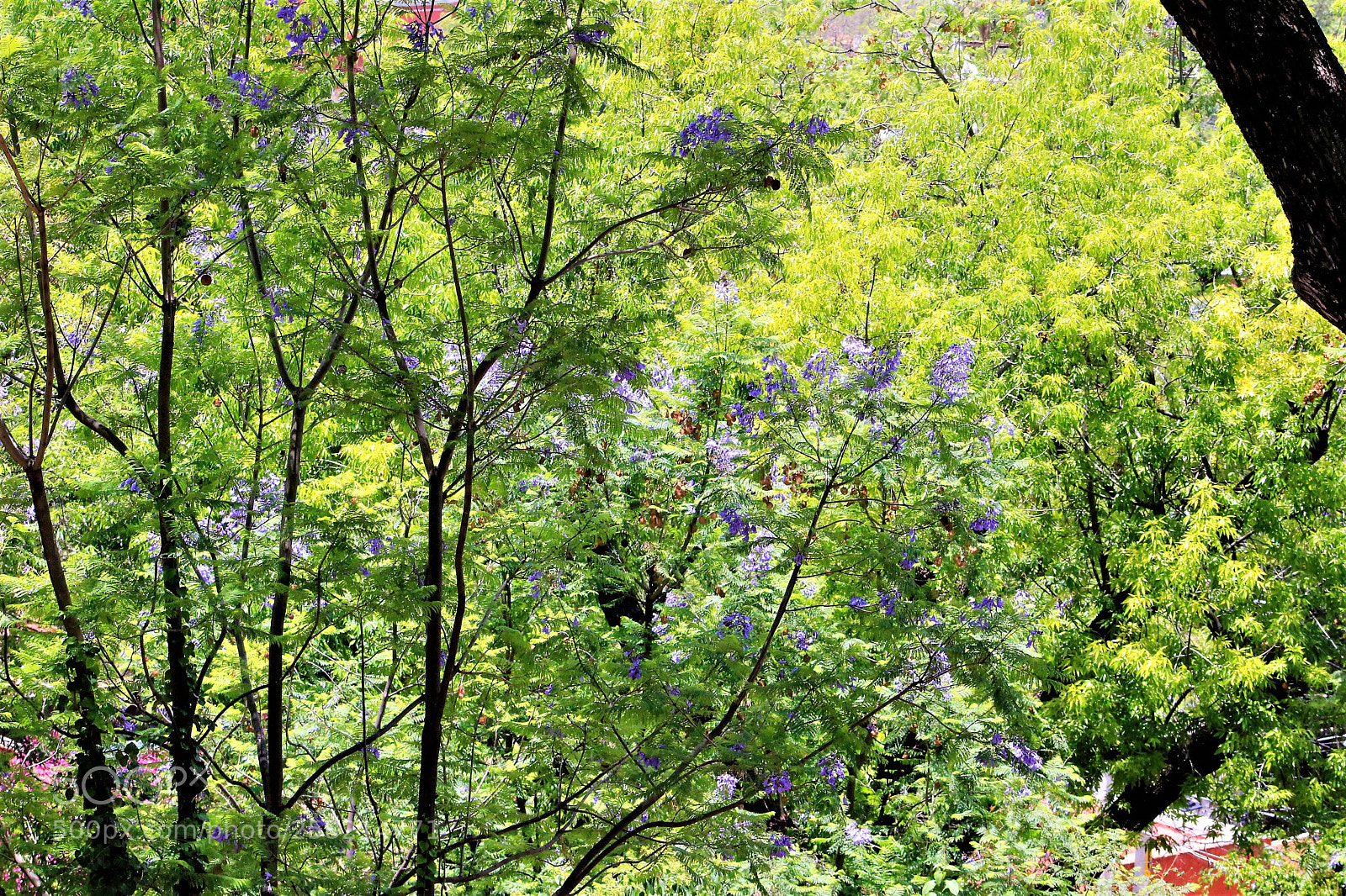 Canon EOS 1300D (EOS Rebel T6 / EOS Kiss X80) sample photo. Shades of green photography