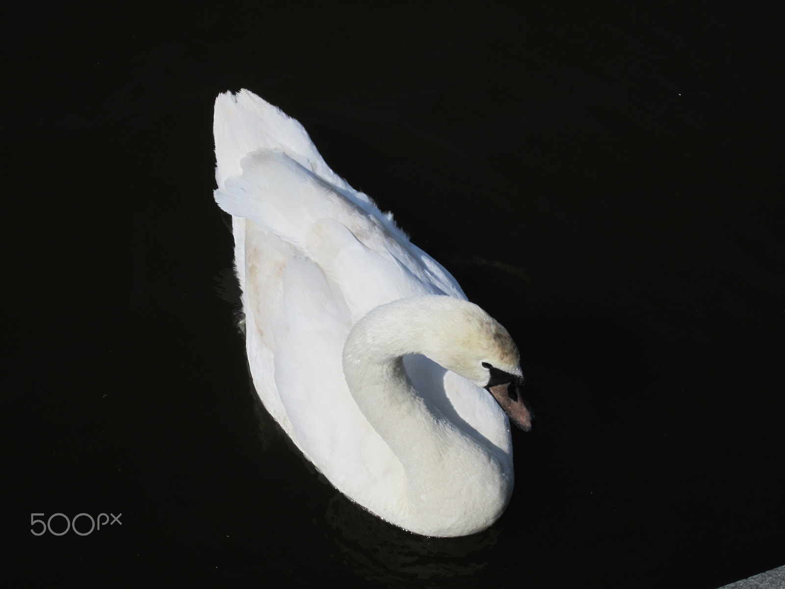 Canon PowerShot SD1400 IS (IXUS 130 / IXY 400F) sample photo. Czech swan photography