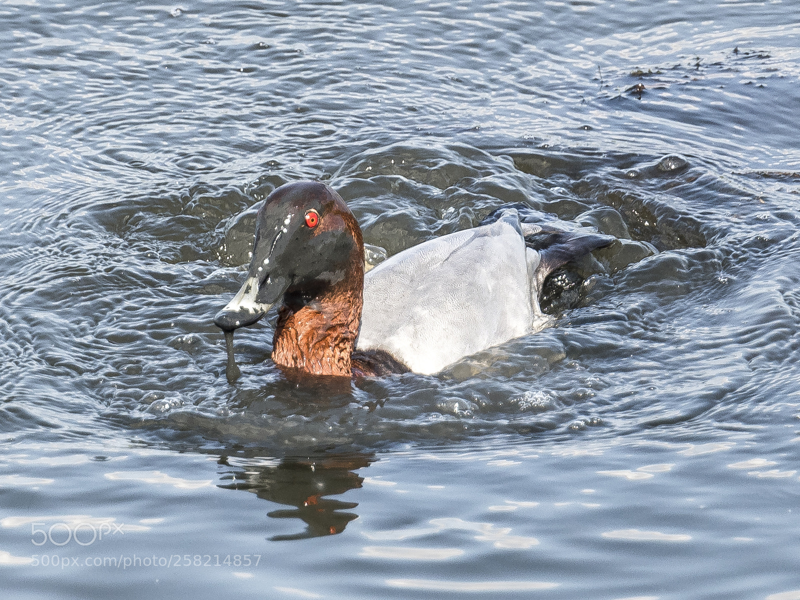 Nikon D500 sample photo. Dirty pochard photography