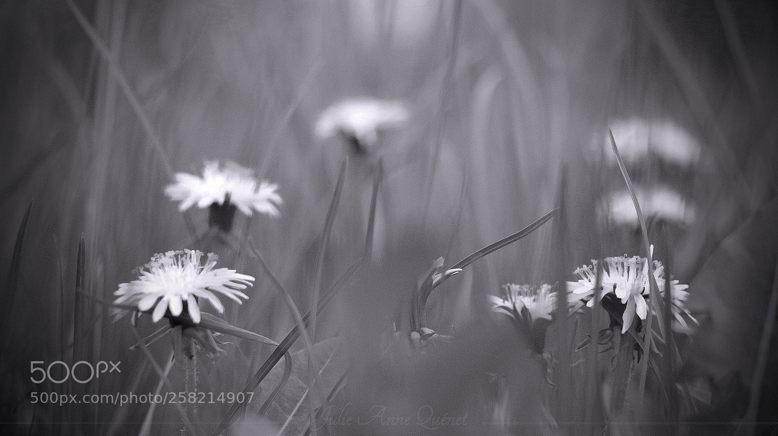 Canon EOS 650D (EOS Rebel T4i / EOS Kiss X6i) sample photo. Dandelion photography