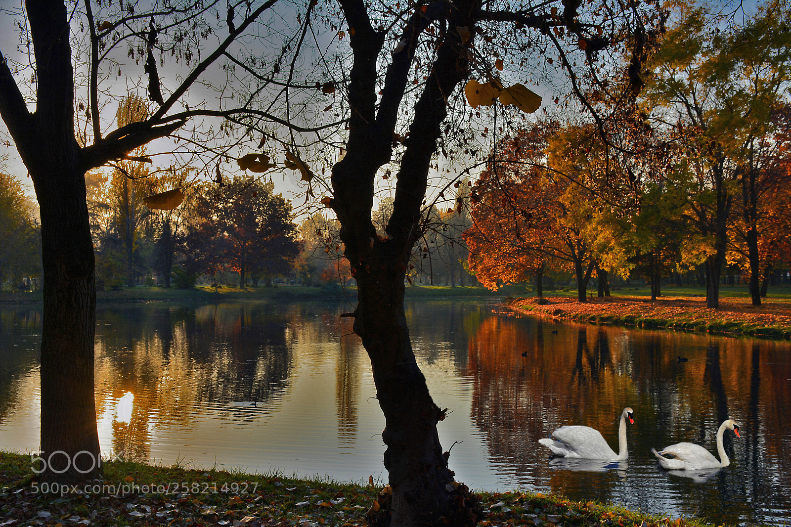 Nikon D5200 sample photo. Swans in autumn photography