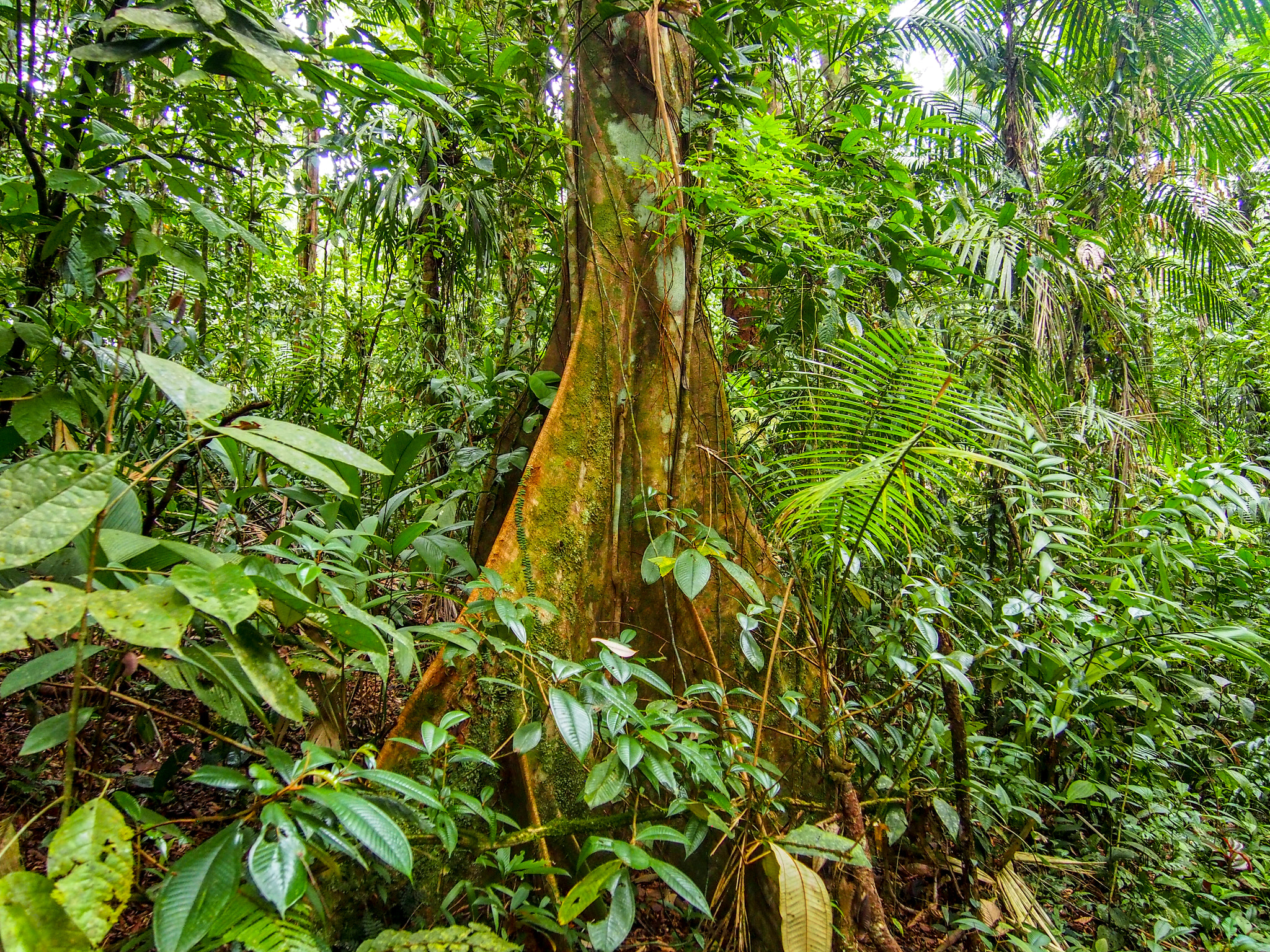 Olympus PEN E-PL5 sample photo. Costa rica photography