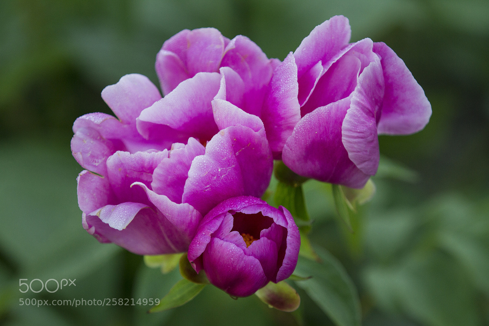 Canon EOS 7D sample photo. Peonies in springtime photography