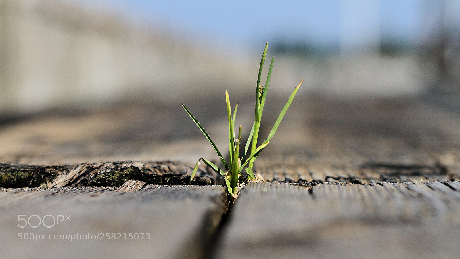 Canon EOS 7D sample photo. Today photography