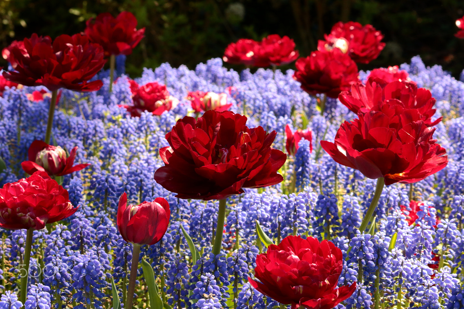 Canon EF-S 55-250mm F4-5.6 IS II sample photo. Red tulips with blue grapes. photography