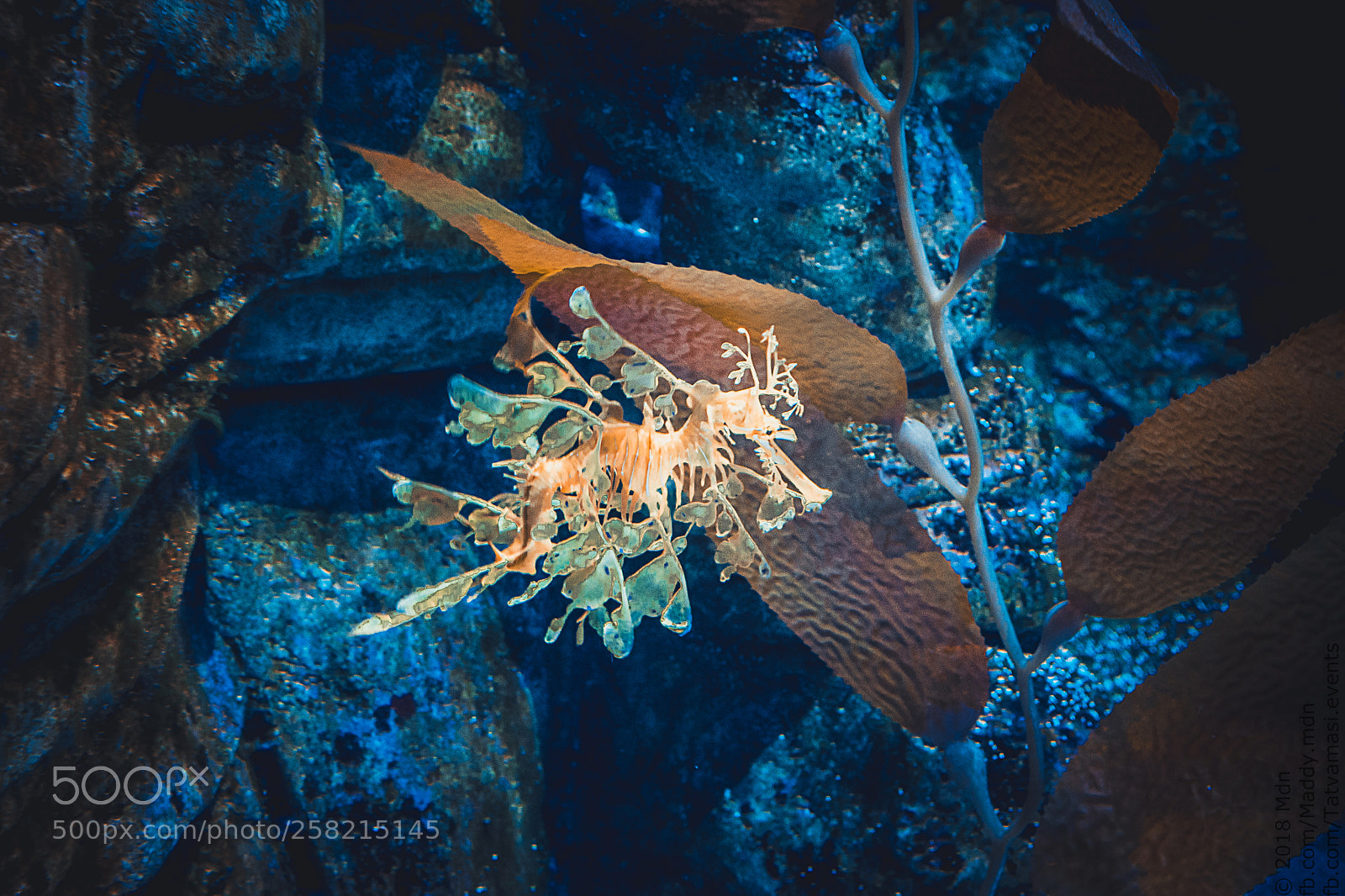 Nikon D3300 sample photo. Sea horse photography