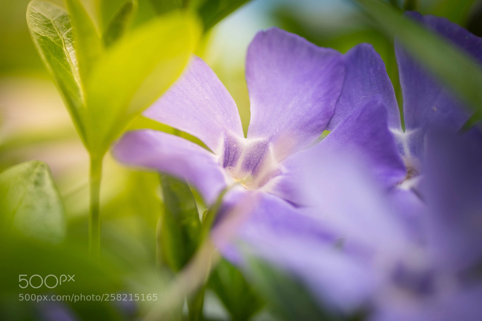 Nikon D7200 sample photo. Purple flower photography