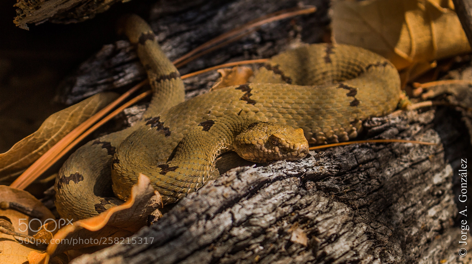 Canon EOS 700D (EOS Rebel T5i / EOS Kiss X7i) sample photo. Crotalus lepidus photography