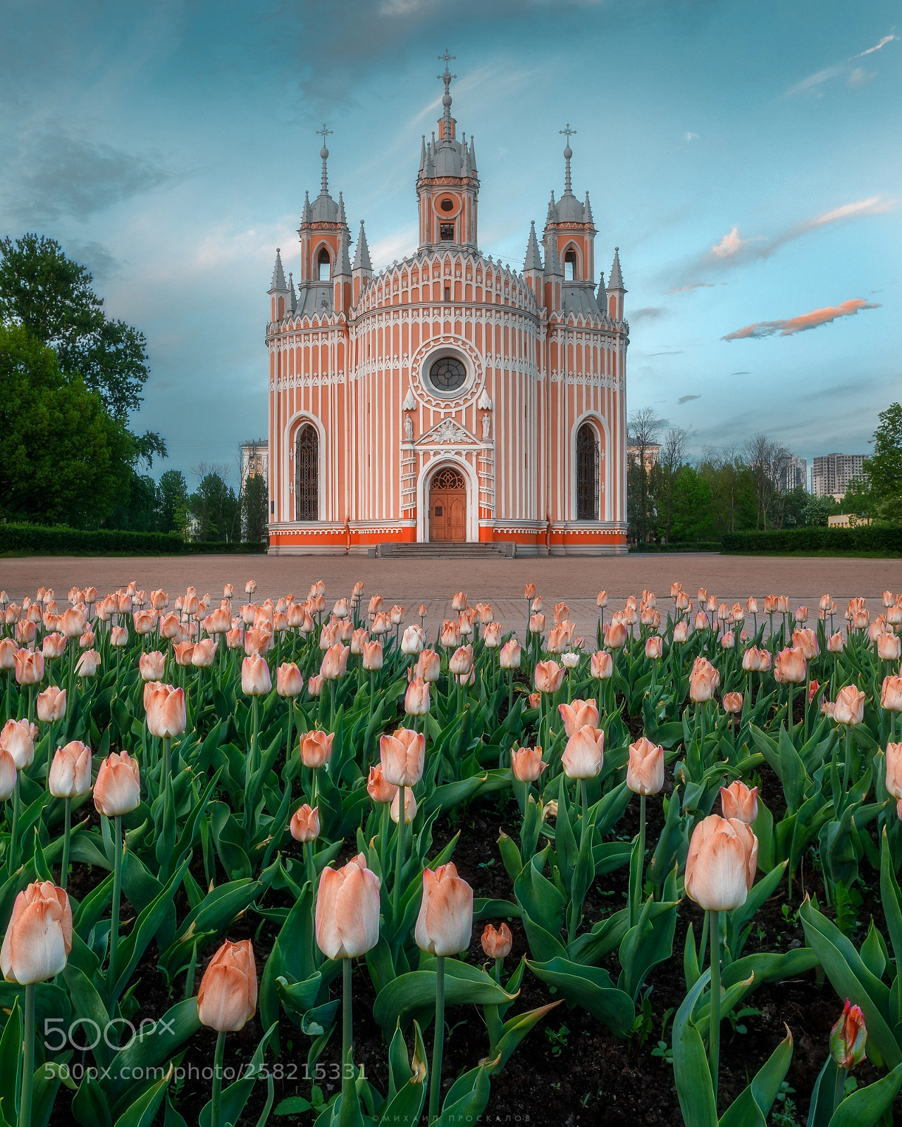 Canon EOS 5D Mark IV sample photo. Pink tulips photography