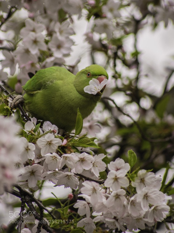 Pentax K-1 sample photo. Green! photography