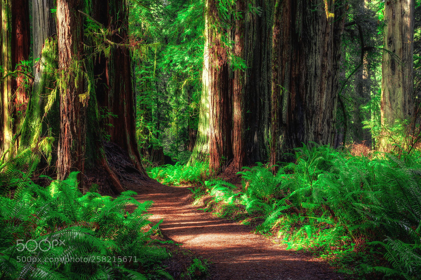 Canon EOS 6D sample photo. Path through the redwood photography